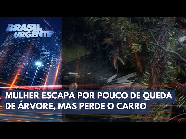Prejuízo: mulher tem carro destruído por árvore | Brasil Urgente