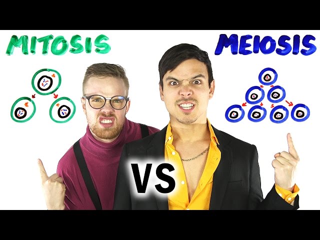 Mitosis vs Meiosis Rap Battle! | SCIENCE SONGS