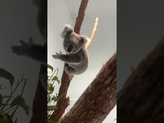 Koala Leaps Between Trees at Australian Wildlife Sanctuary