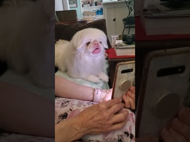 Fluffy Dog Howls Along to TV Commercial Jingle