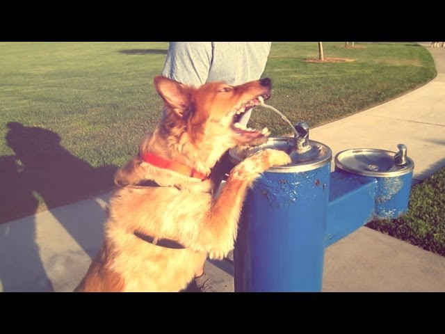 DOG ACTS LIKE HUMAN! - May 1, 2013