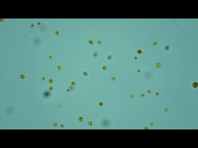 Freshwater algae Haematococcus pluvialis