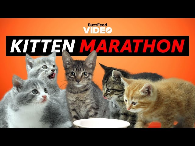 BuzzFeed's Ultimate Kitten Marathon