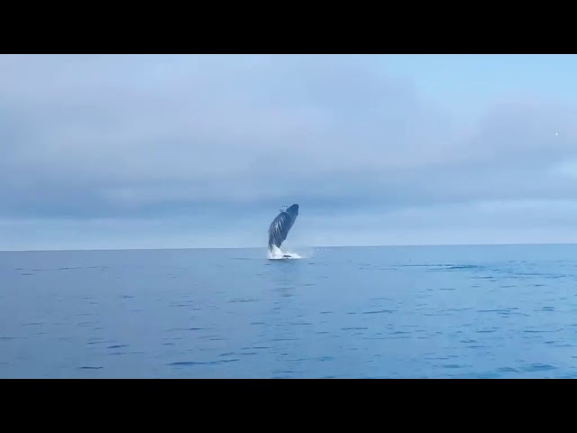 Majestic Whale Breach Seen During Fishing Trip in Kachemak Bay, Alaska