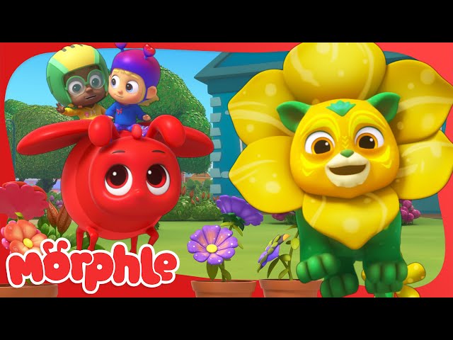 The Flower Power Prize🌻| Cartoons for Kids | Mila and Morphle