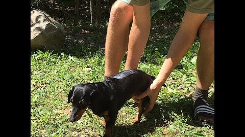 Dachshund Surgery & Recovery for IVDD