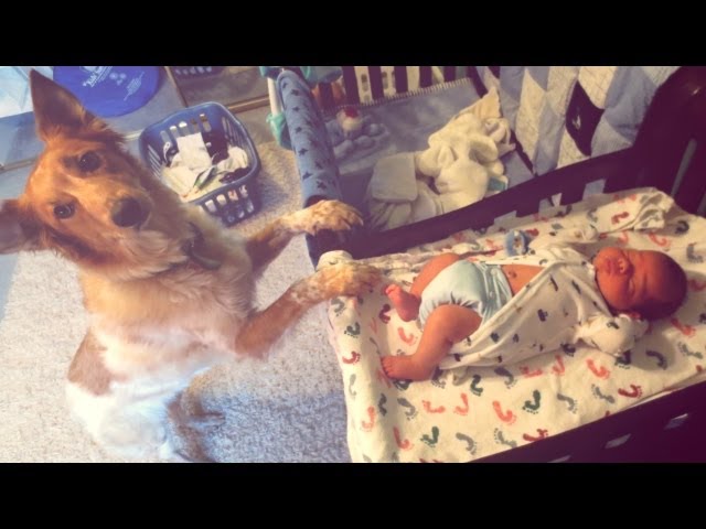 DOG CHANGES DIAPER (9.3.13 - Day 221)
