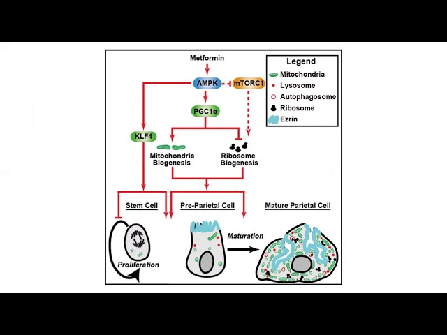 A Metformin-Responsive Metabolic Pathway Controls Gastric Progenitor Fate Decisions and Maturation