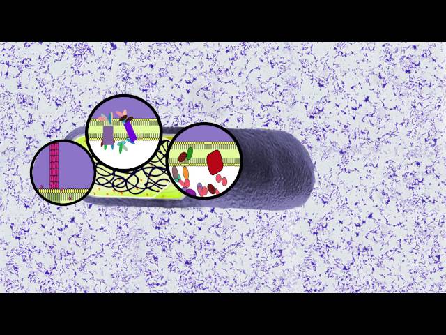 Membrane Protein Focalization/ Trends in Microbiology August 2016 (Vol. 24 Issue 8)