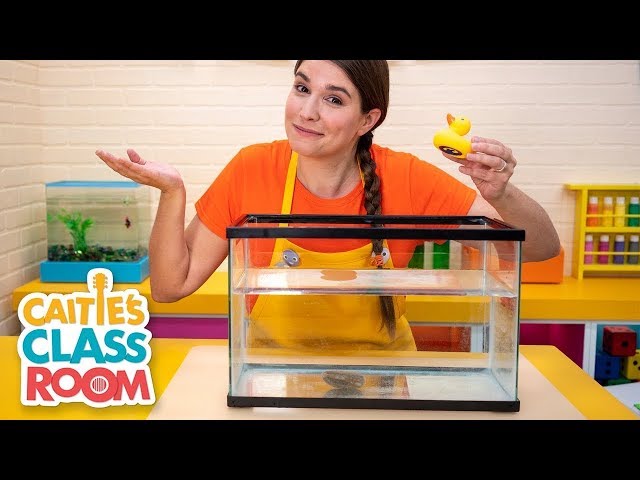 Caitie's Classroom Live -⛵️ Will it Sink or Float? ⛵️