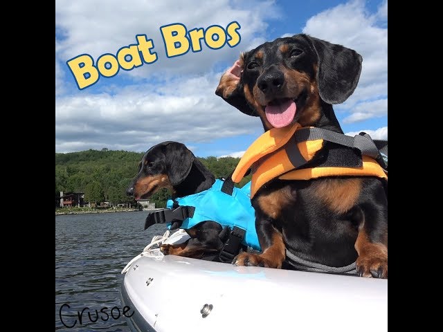 Boat Bros: Crusoe & Oakley Dachshund Have Fun on the Boat!