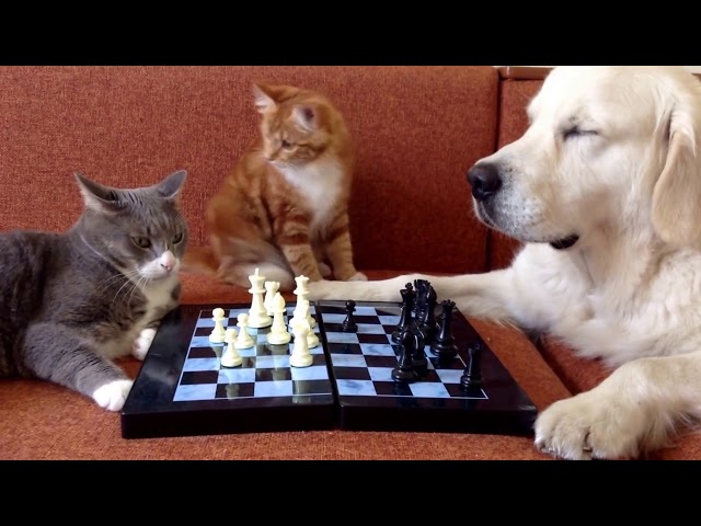 Cats and Dog Play a Game of Chess