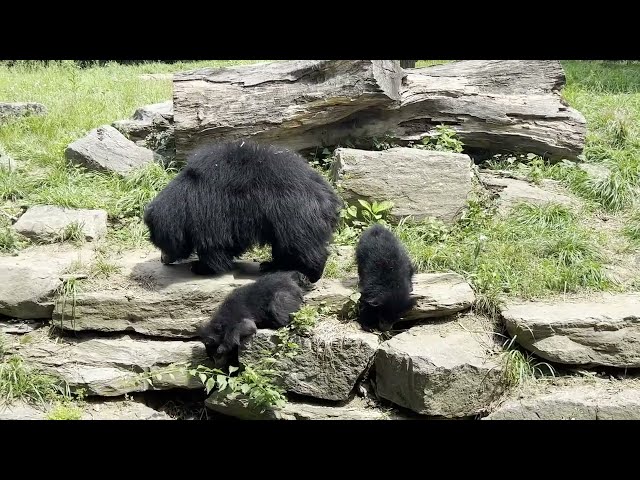 Philadelphia Zoo Debuts Adorable Sloth Bear Cubs