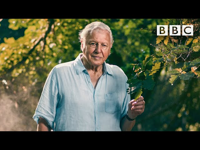 95 years in 95 seconds: David Attenborough turns 95 today. Happy Birthday! 🎂 BBC