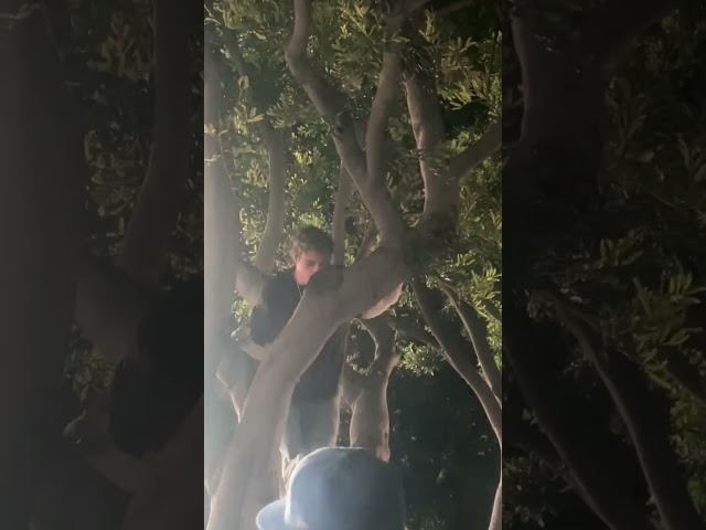 Justin Bieber Looks Very Concerned as Kid Laroi Climbs Tree During Concert