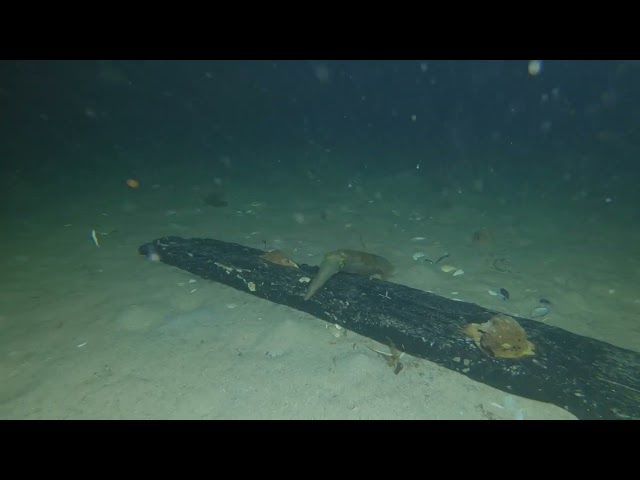 Diver's Lamp Lights Up Feast for Hungry Squid