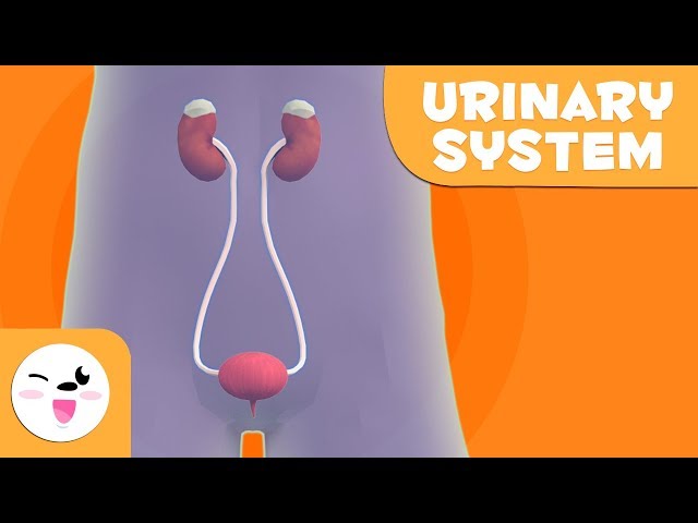 The Urinary System - The Human Body for kids
