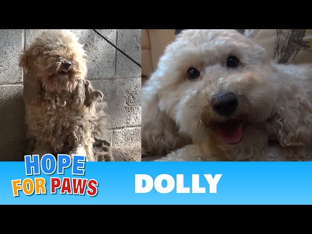 A severely matted poodle gets rescued and then makes a transformation of a lifetime! #dog