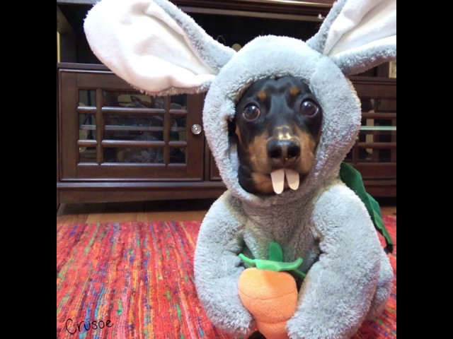 Easter Bunny Wiener Makes a Visit!