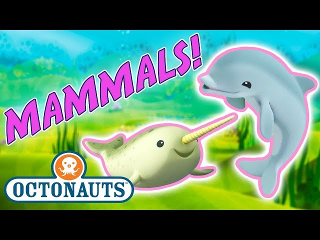 Octonauts - Learn about Marine Mammals | Cartoons for Kids | Underwater Sea Education