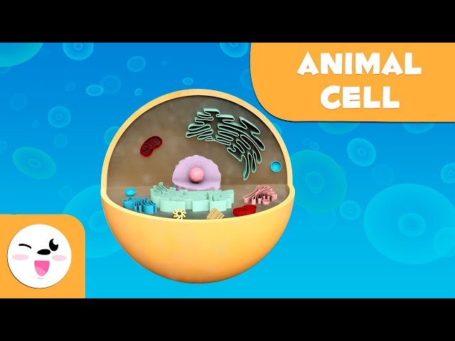 Animal cell and animal cell parts - Natural Science- Educational video for kids