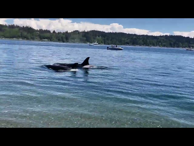 Pod of Orcas Swim Along Shore at Beach in Washington