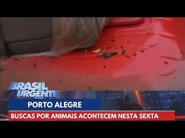 Buscas por animais acontecem em Porto Alegre | Brasil Urgente