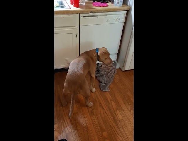 Pit Bull Helps Mop Up Overflowing Dishwasher With Towel