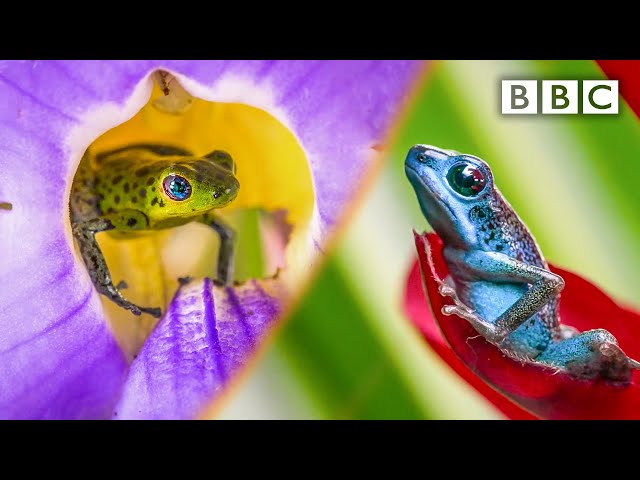 This frog gets into a fight like no other 💪🐸  BBC