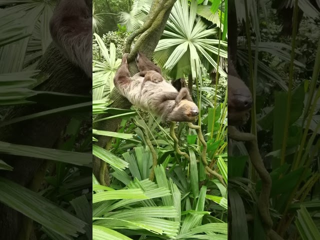 Sloth Strikes Impressive Pose as Pup Sleeps on Its Belly