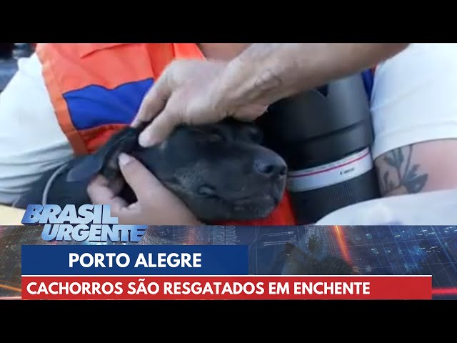 Cachorros são resgatados no meio da enchente em Porto Alegre | Brasil Urgente