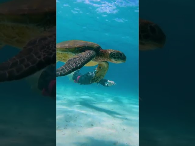 Underwater Video Shows Australian Diver Swimming With Turtle