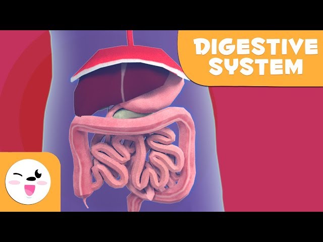 The Digestive System - Learning the Body for kids