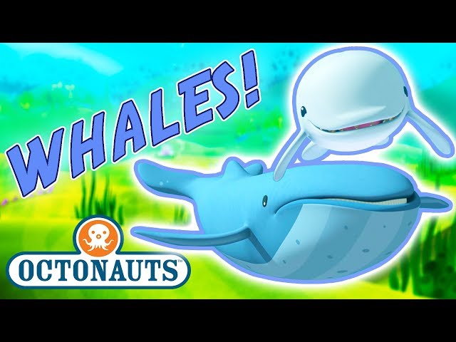 Octonauts - Learn about Whales | Cartoons for Kids | Underwater Sea Education
