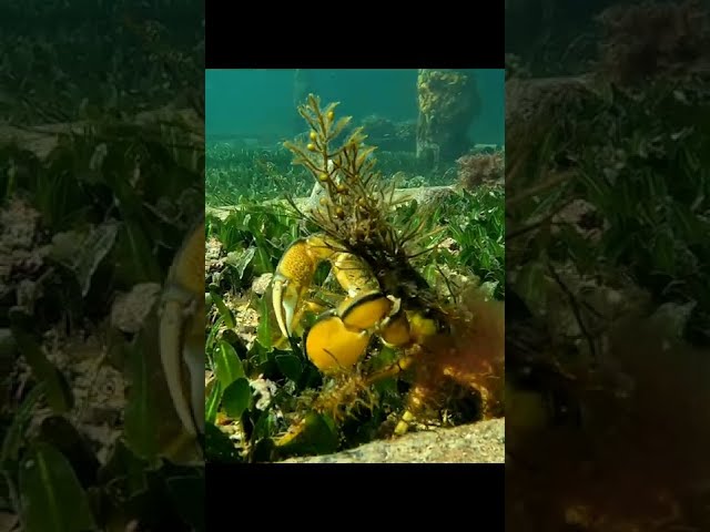 Diver Captures Footage of Algae-Covered Decorator Crab