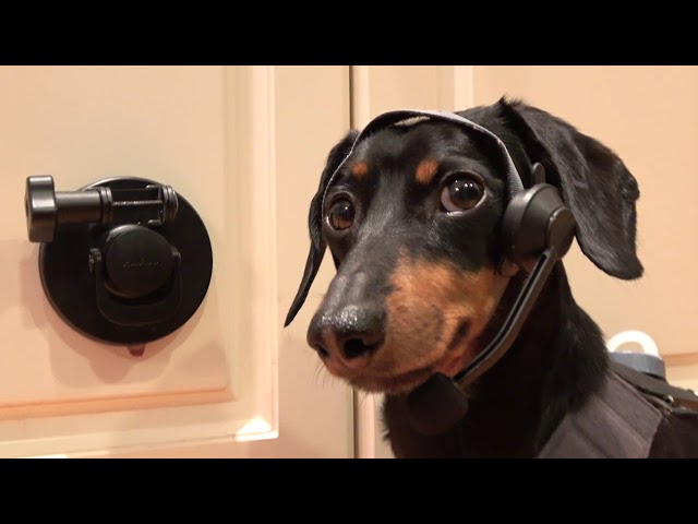 Crusoe Dachshund Outsmarts Furbo Dog Camera (Almost)