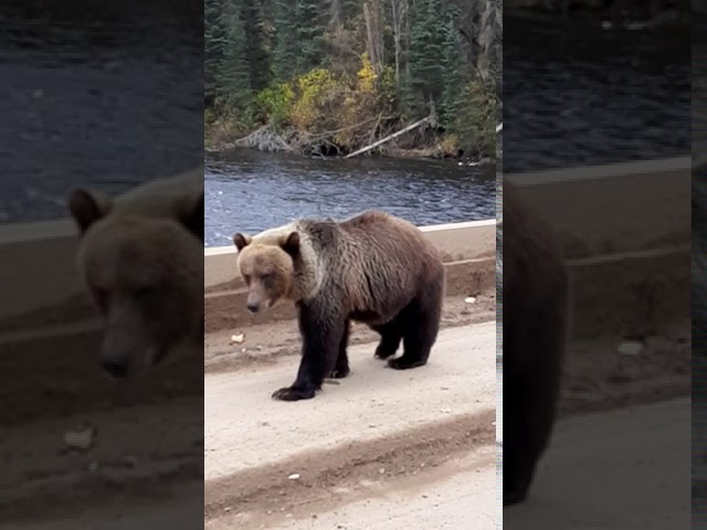 Grisly Surprise: Bear Lunges Towards Visitors in British Columbia's Babine River Corridor Park