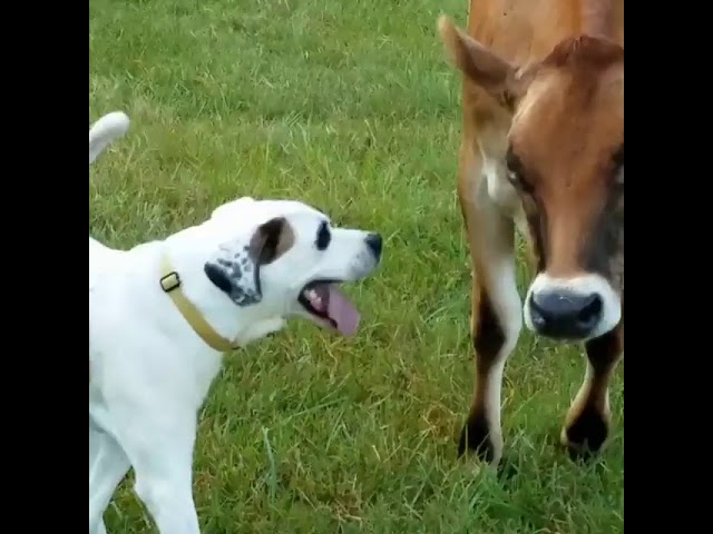 Unlikely Rescue Pals Frolic Together in a Field