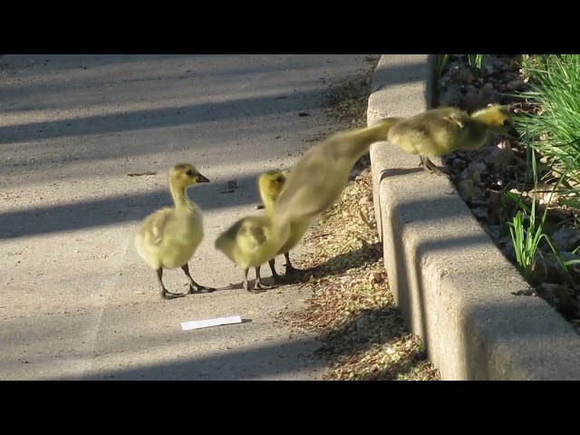Gosling Left Behind After Entire Family Crosses Street
