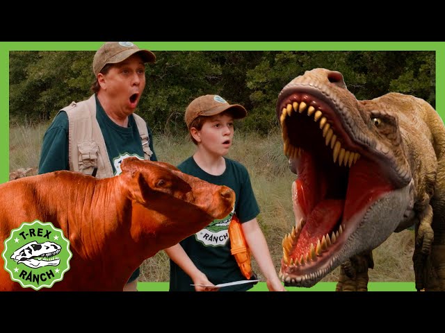 Hide and Seek with Cows - Find Letter D | T-Rex Ranch Dinosaur Videos