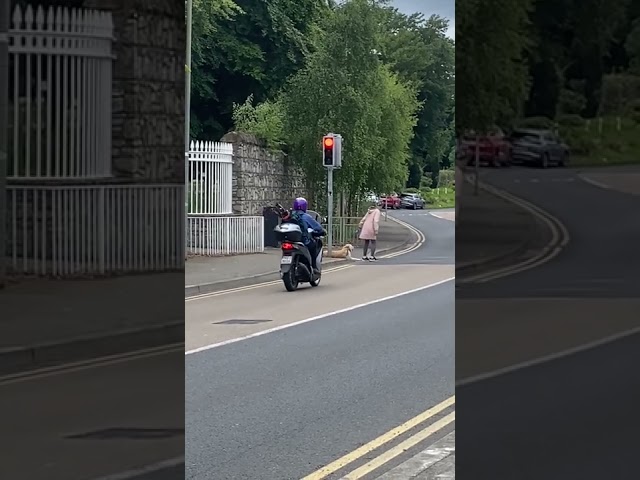 Golden Retriever Just Doesn't Want to Go Home From Park