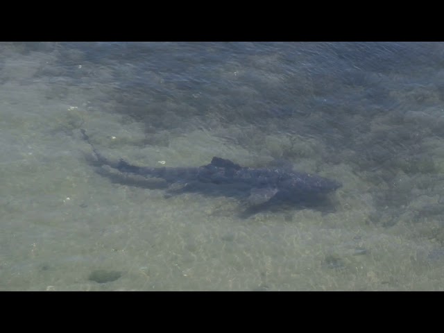 Leopard Shark in Morro Bay