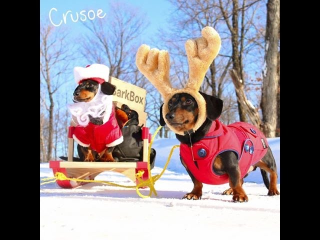 The "Wiendeer" Sleigh - Santa Crusoe on Christmas Eve