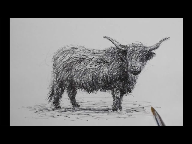 How to Draw a Highland Cow with Pen and Ink