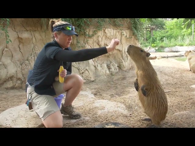 Baby Capybara Siblings Learn New Tricks at Houston Zoo