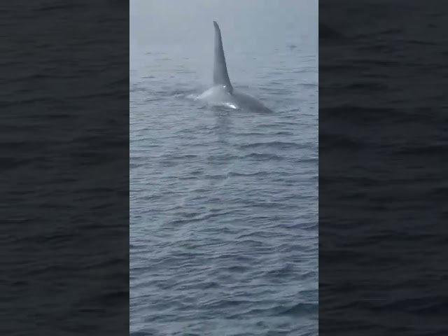 Orca Swims Alongside Fishing Boat