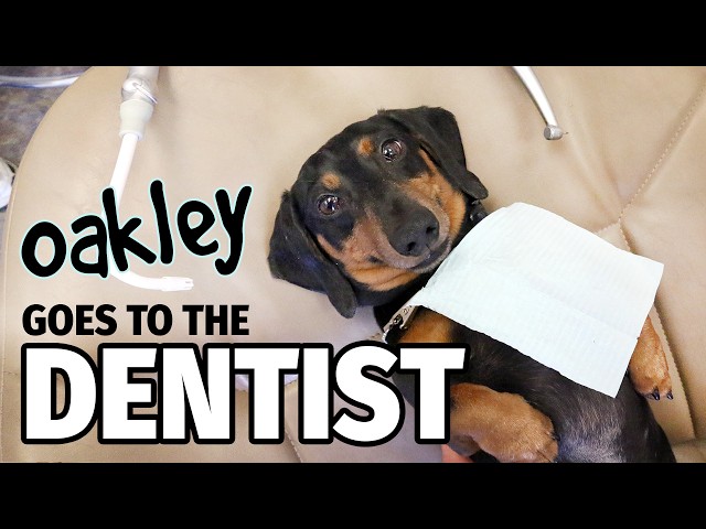 Ep 12: Oakley Goes to the DENTIST! - Cute Dachshund Video