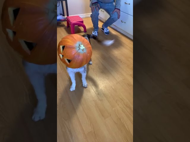 Australian Shepherd Gets Head Stuck in Halloween Pumpkin