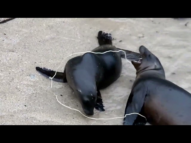 Wild California Sea Lions Play With Wire-Like "Toy" on Farallon Islands Shores