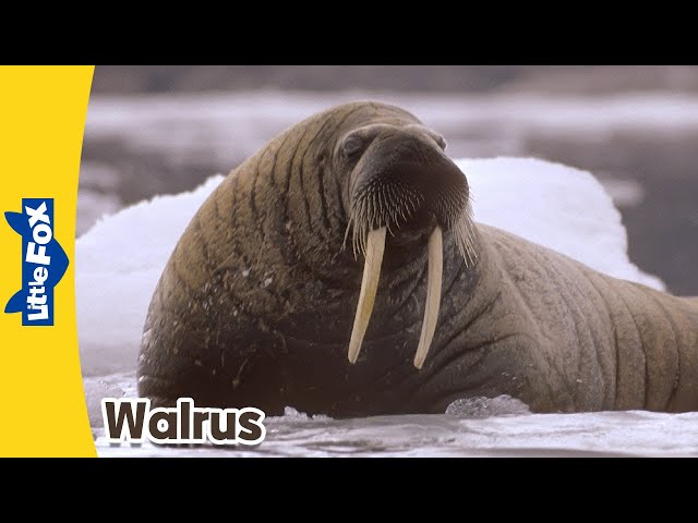 Meet the Animals | Walrus | Wild Animals | Stories for Kindergarten